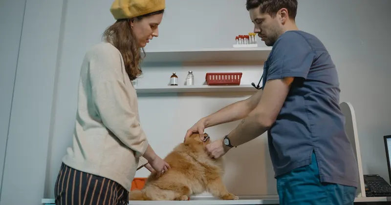 Clean veterinary clinic examination room