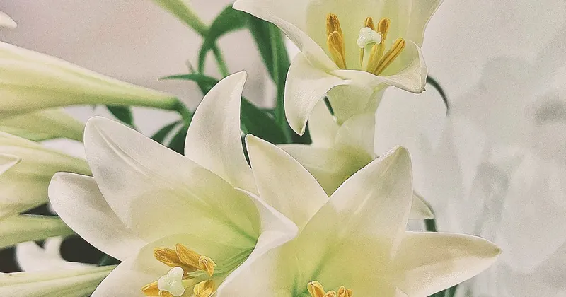 Beautiful Easter lilies in bloom symbolizing spring cleaning season