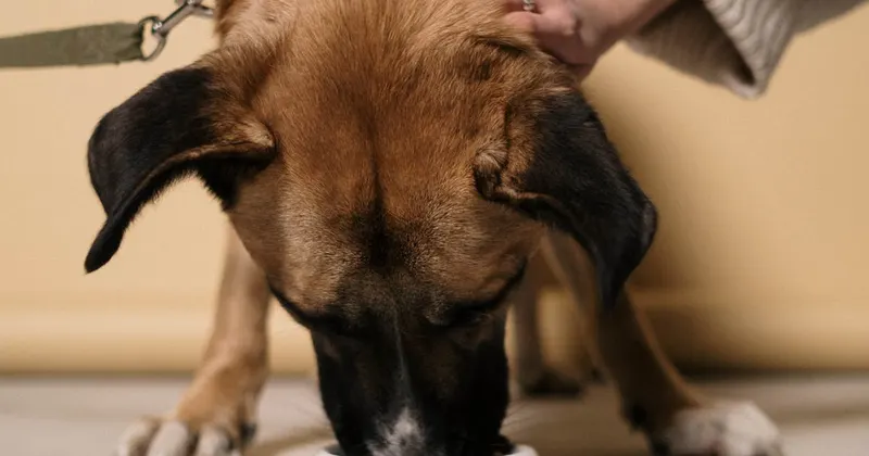 Cleaning supplies neatly organized and accessible