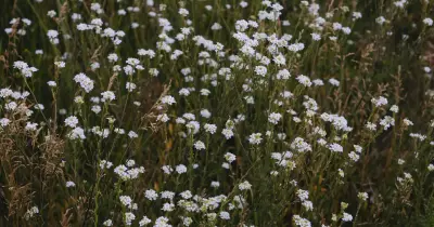 Lush meadow of blooming wildflowers releasing spring pollen
