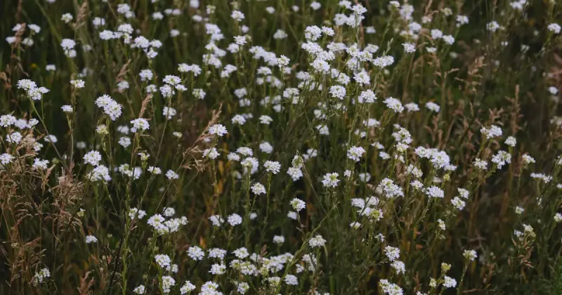 Lush meadow of blooming wildflowers releasing spring pollen