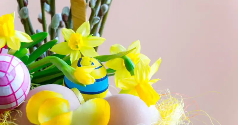 Yellow daffodil flowers and pollen in a spring garden setting