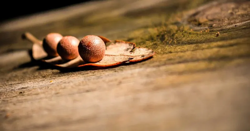 Commercial carpet being professionally cleaned in an office
