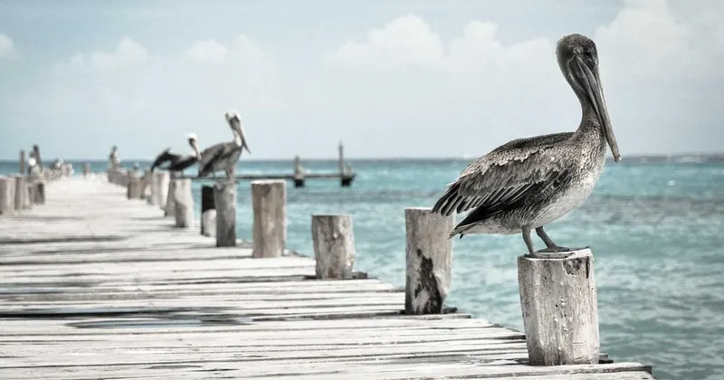 Children bedroom with wooden shelves organized with toys and books