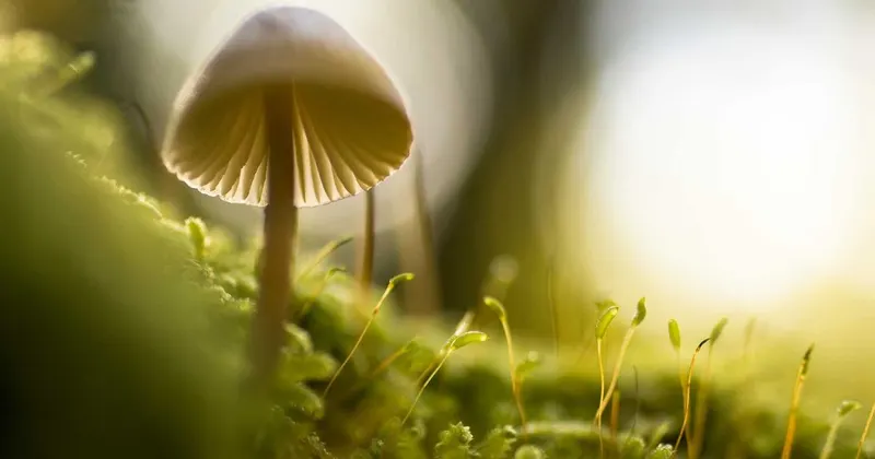 Tools inside an organized workshop and outdoor storage shed